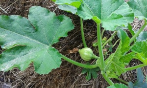 squash