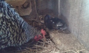 chicks