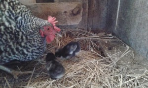 chicks2