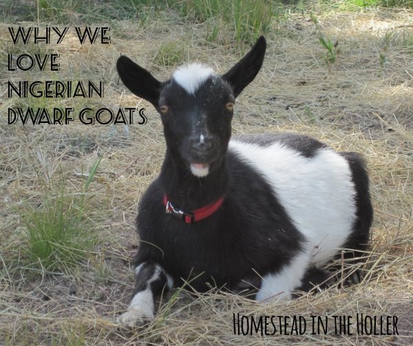 Why we love Nigerian Dwarf goats