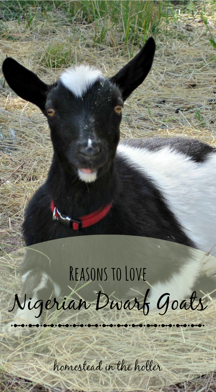 Reasons to love Nigerian Dwarf Goats