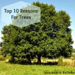 Reasons for Trees