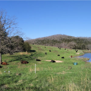 polywire electric fencing for cattle