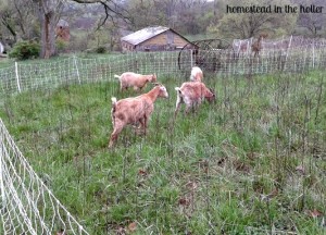 electronet fencing for goats
