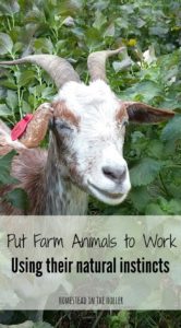 put farm animals to work using their natural instincts