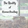 The reality of homesteading