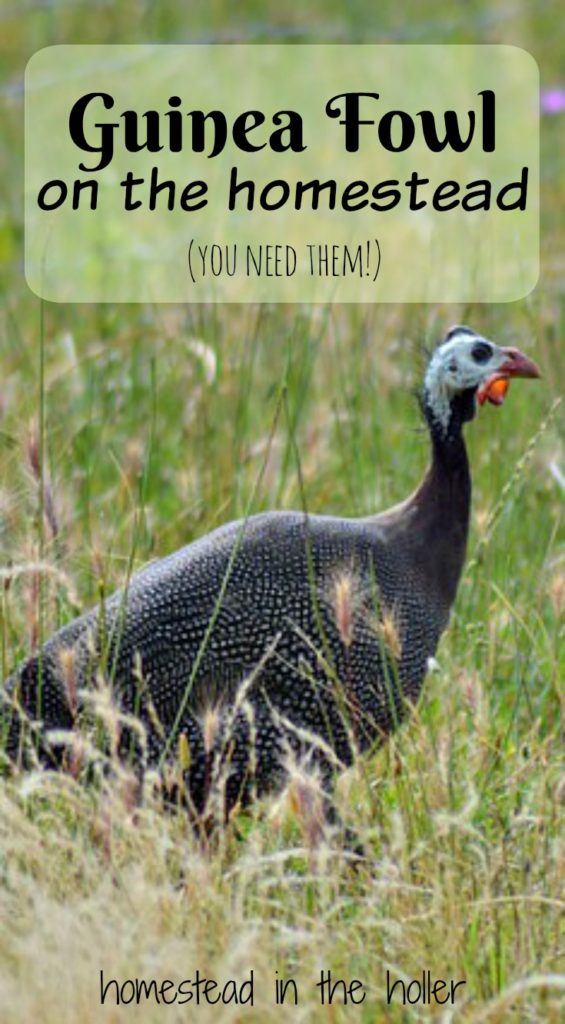 Guinea fowl on the homestead