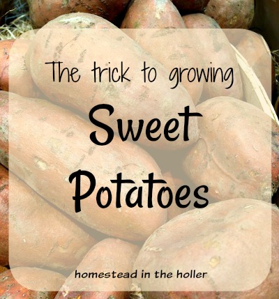 Trick to growing sweet potatoes