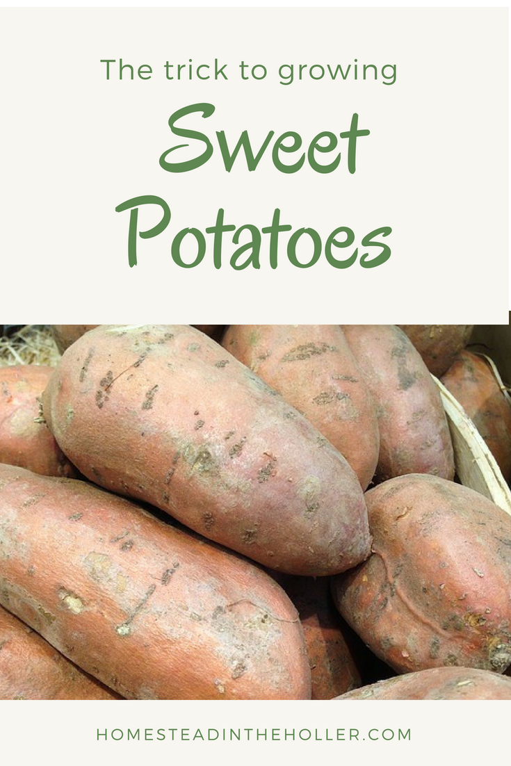 The trick to growing sweet potatoes