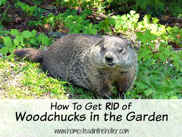 How to get rid of woodchucks in the garden
