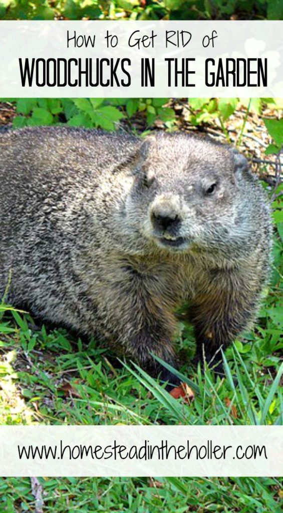 How to get RID of woodchucks in the garden