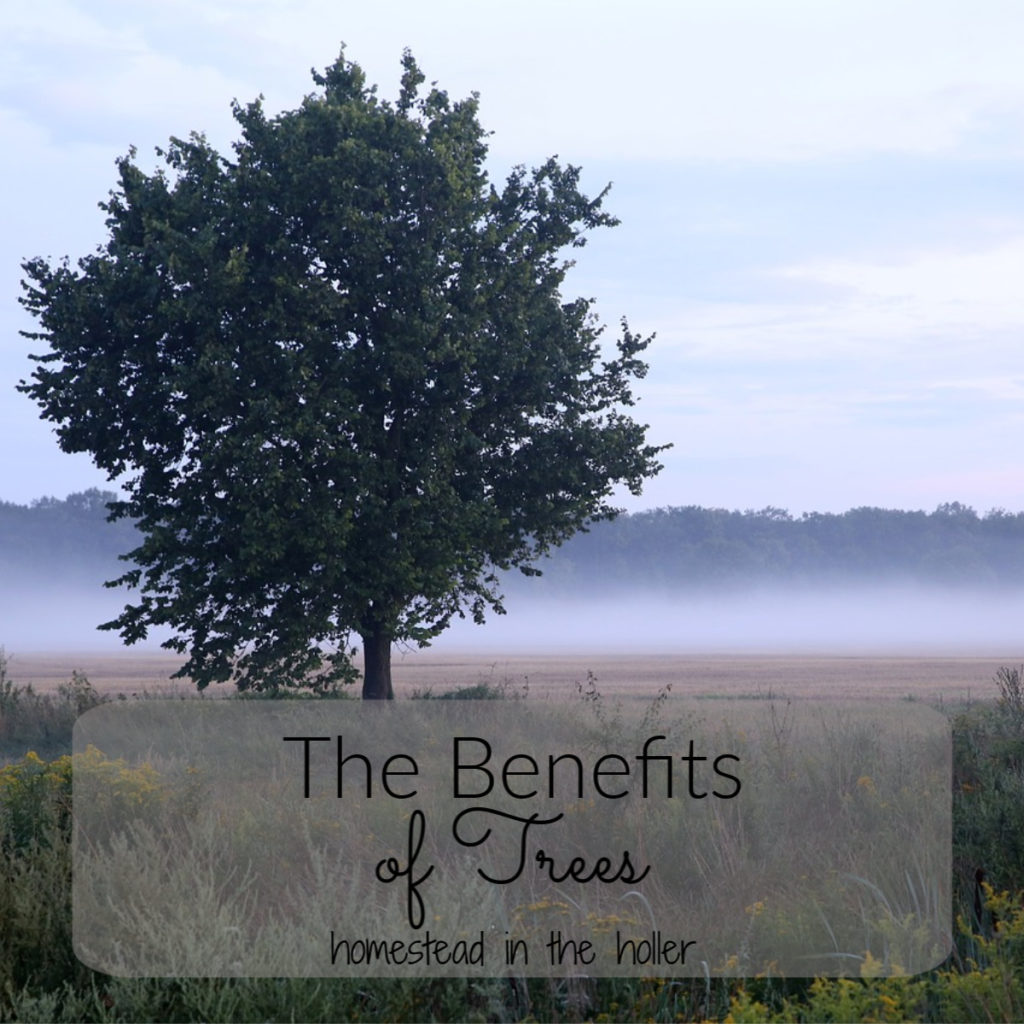 The benefits of trees