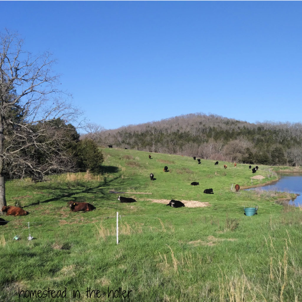 getting started without permanent fencing