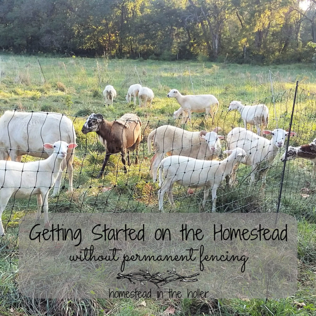 Getting started on the homestead without permanent fencing