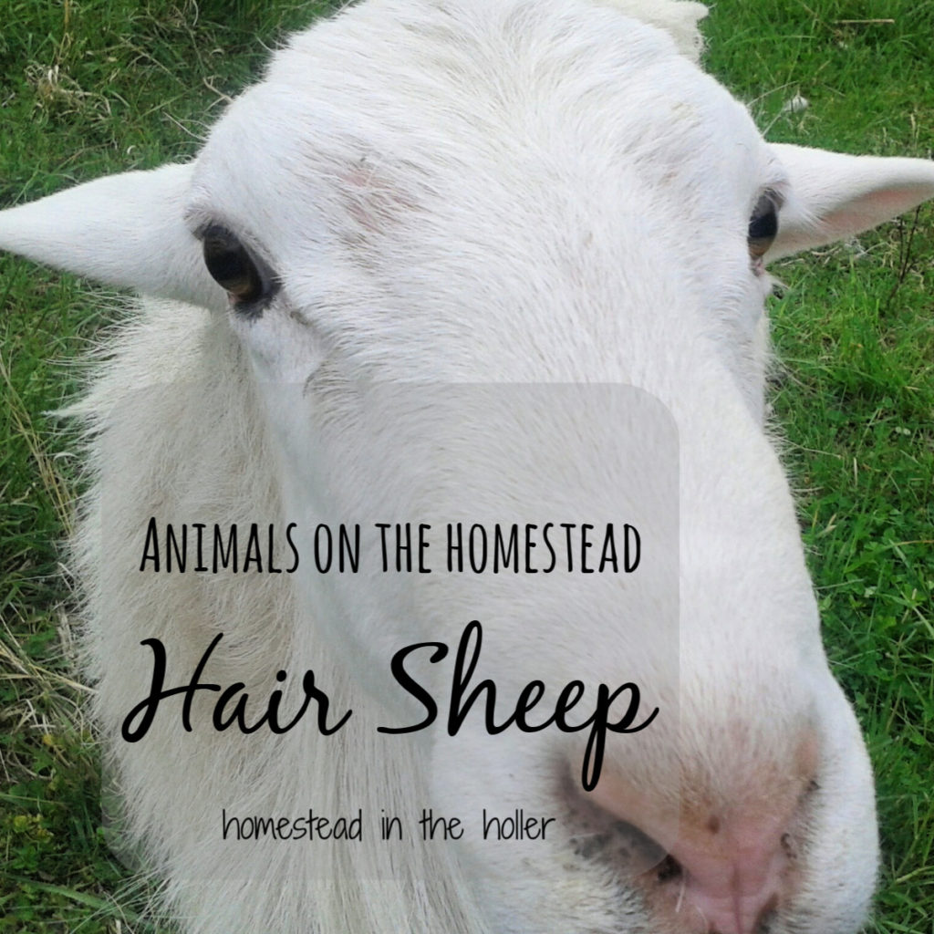 Animals on the Homestead: Hair Sheep