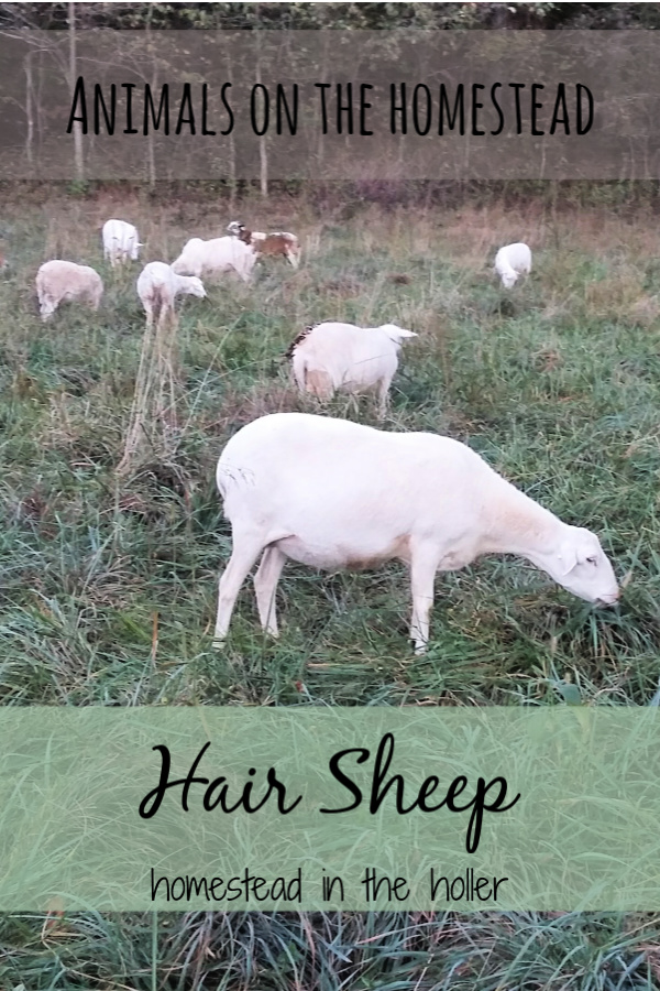 Animals on the homestead: hair sheep