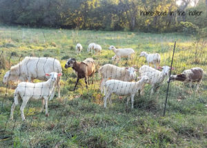 hair sheep