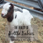 Reality of bottle babies