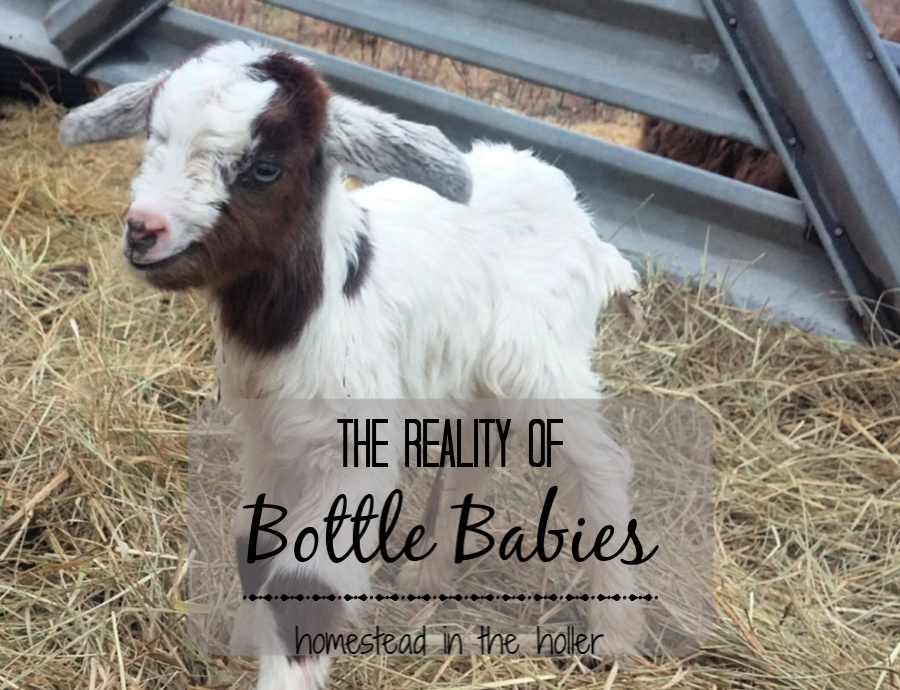 Reality of bottle babies