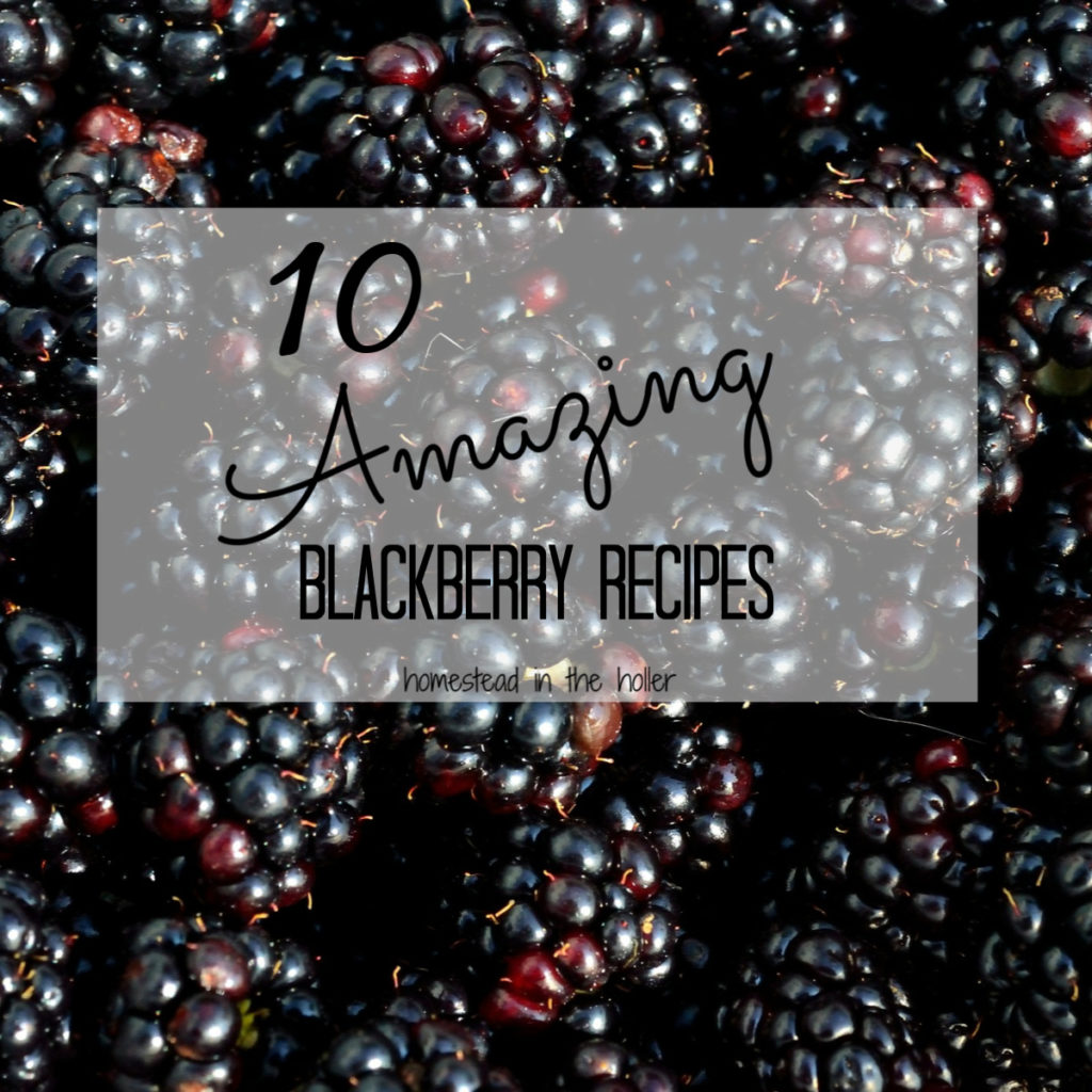 10 amazing blackberry recipes